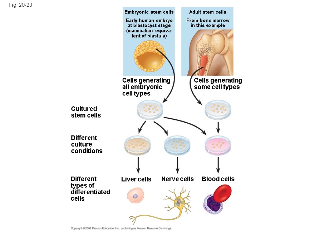 Fig. 20-20 Cultured stem cells Early human embryo at blastocyst stage (mammalian equiva- lent